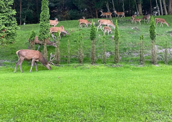 Dom wakacyjny Z Bali Deluxe